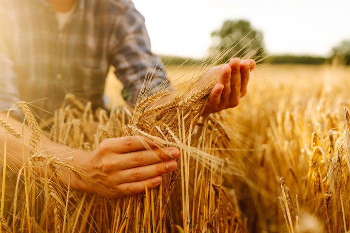 TMO 2026'da 3,5 milyon ton buğday alacak