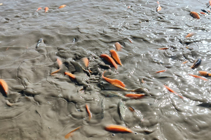 Göletteki su çekilince binlerce balık oksijensiz kaldı