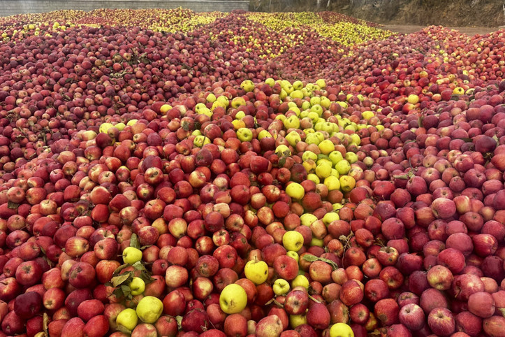 Döküntü elmalar meyve suyu olacak