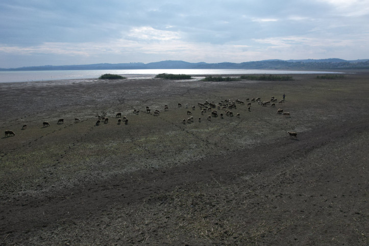 Balıkçıların gözdesiydi, koyunlara kaldı