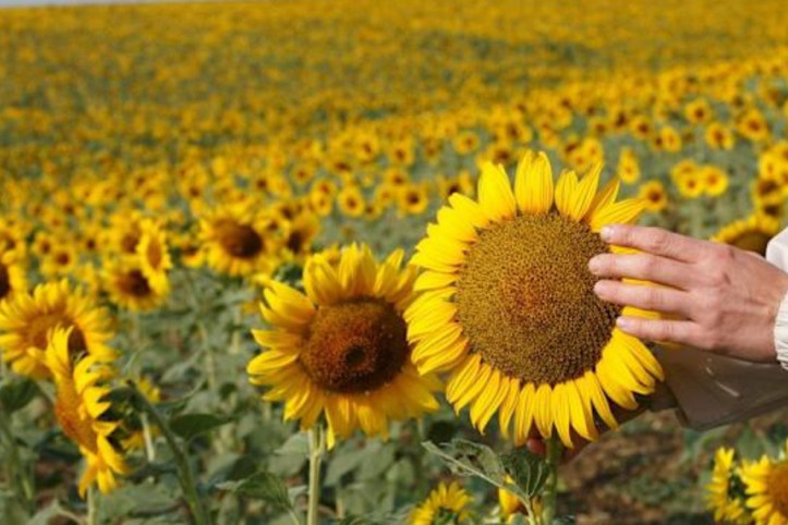 Rusya ayçiçeği yağı ve tohumunda gümrük vergi süresini uzattı