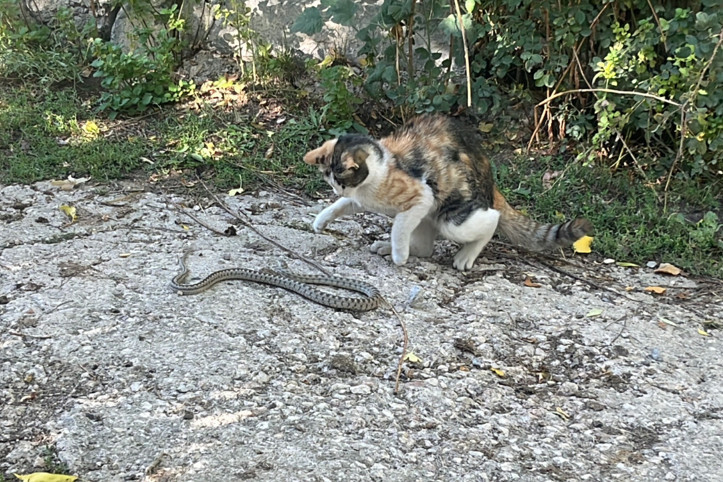 Kedi, yılanı pati darbeleriyle öldürdü: 'Garip bir olaydı'