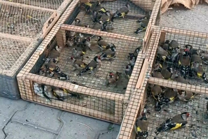 Saka kuşları kurtarıldı: 655 bin 70 TL ceza kesildi