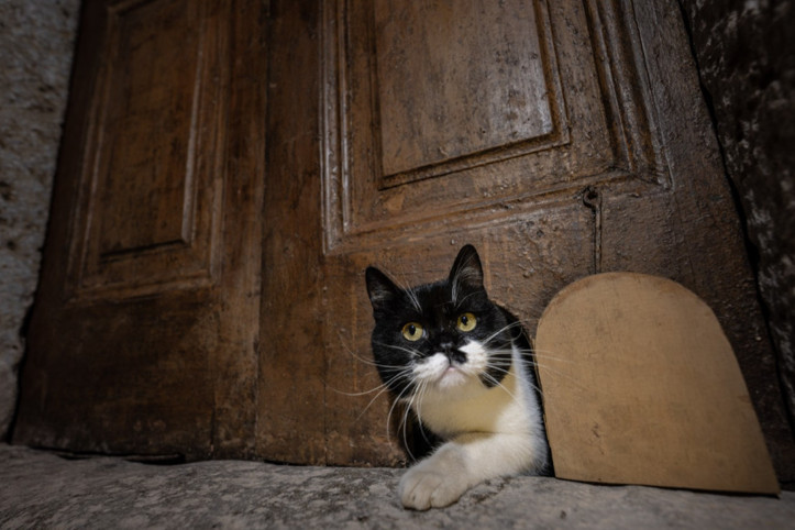 Topkapı Sarayı’nda tarih yeniden canlandı: “Şerbet” kedi kapısından geçti