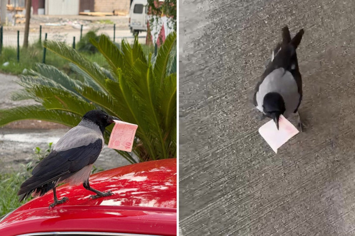 10 TL'sini kargaya kaptırdı