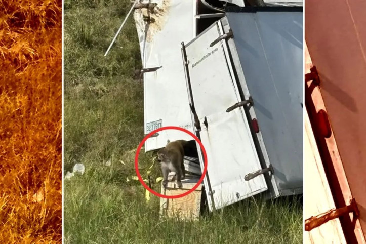 Deney maymunları kaçtı, virüs paniği başladı