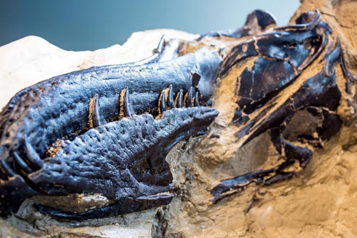 19 yıl T. rex sanıldı, meğer başka bir dinozor türüymüş