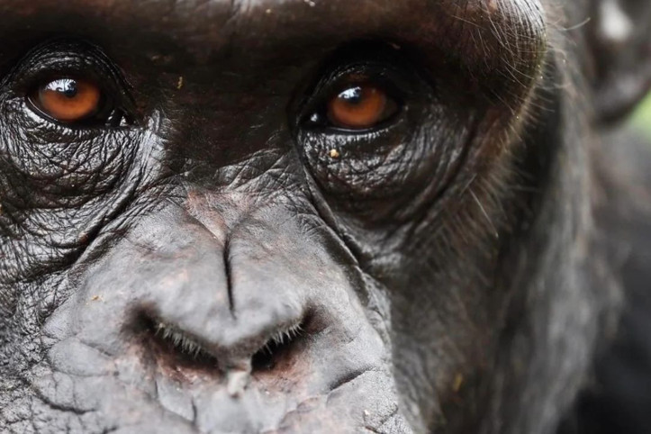 Çarpıcı araştırma: Şempanzeler inançlarını kanıtlara göre değiştirebiliyor