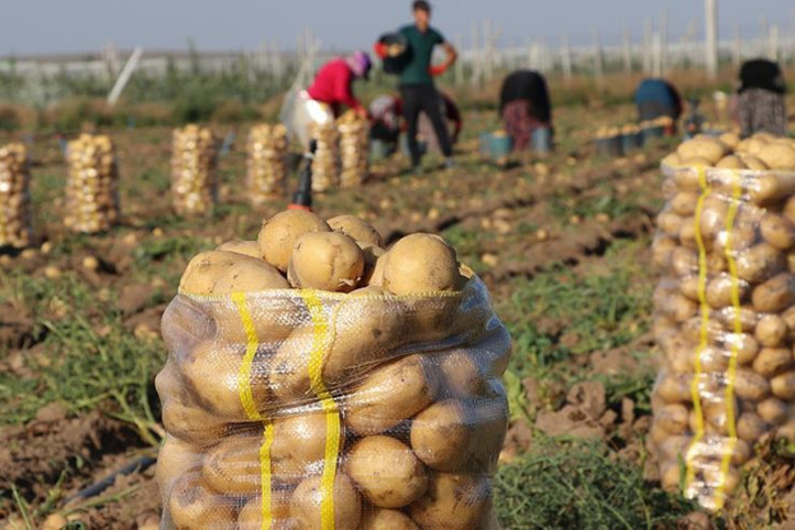 Patates zam şampiyonu: Tarlada 5, markette 25 lira