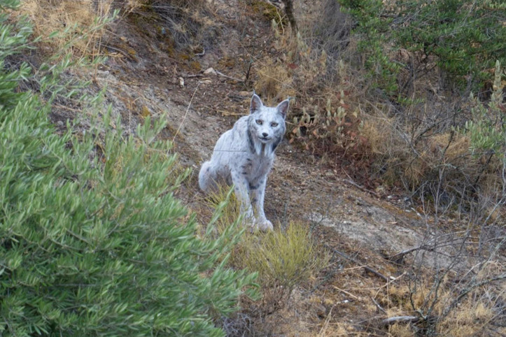 Amatör fotoğrafçı beyaz İber vaşağını çekmeyi başardı
