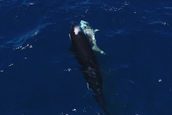 Okyanusta şaşırtan görüntüler: Katil balinalar, köpek balığını avladı