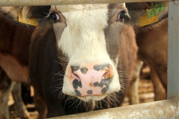 Artvin'de bir aylık karantina