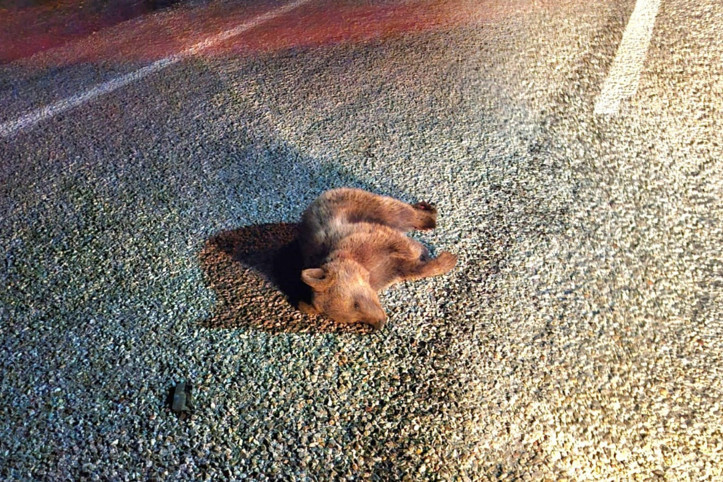 Yavru ayı yol kenarında ölü bulundu