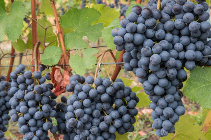 Bilim insanları uyarıyor: Son teknolojiyle bile üç tarım ürününü kurtaramayabiliriz