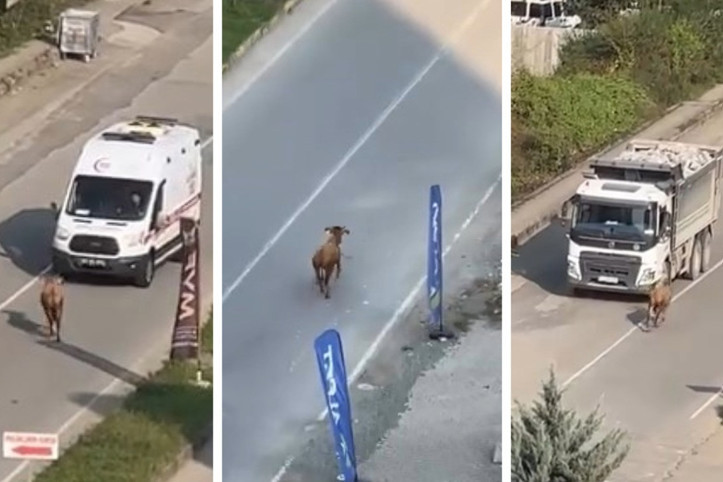 Sahibinin elinden kaçan inek, trafiği birbirine kattı