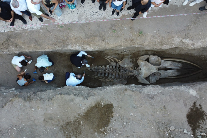 Müze bahçesine gömülen balinanın kemikleri birleştiriliyor