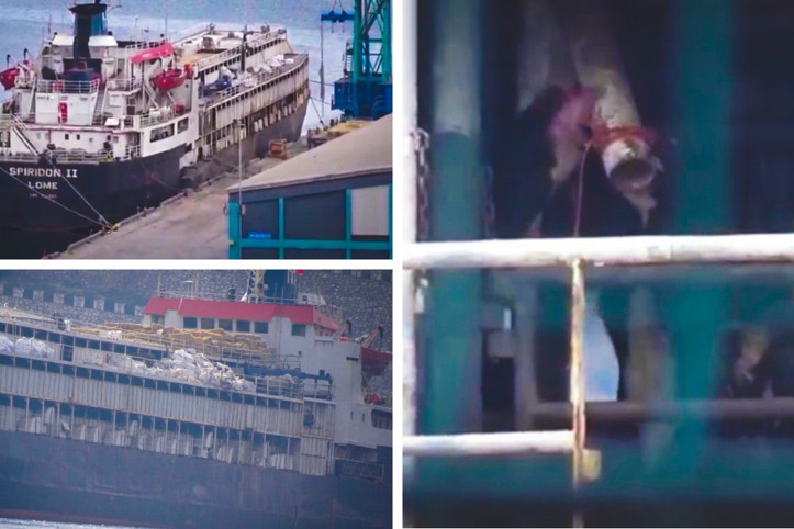 Bandırma'da kriz büyüyor: İnekler artık susuzluktan gemideki boruları yalıyor