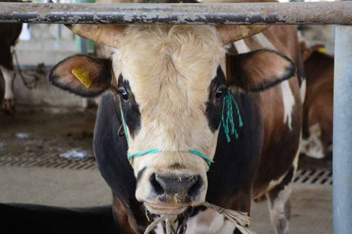 Deli dana hastalığının belirtileri ne? Uzmanı anlattı