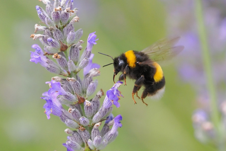Bilimsel araştırma: Arılar mors alfabesindeki sinyalleri anlıyorlar