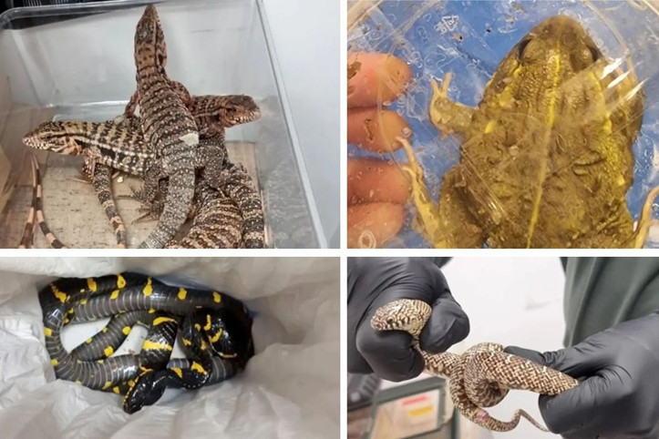 Havaalanında şaşırtan operasyon: Valizden çıkan çıkana...