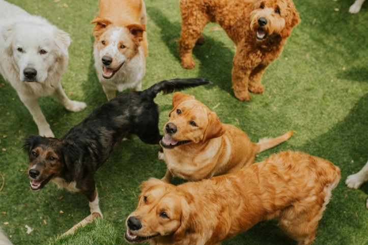 Köpeklerin evriminde ezber bozan araştırma