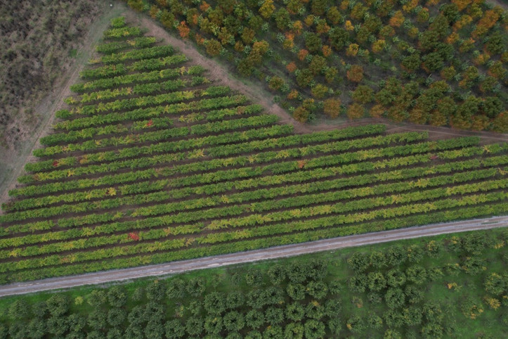 Verimi yüzde 80 düştü, hayal kırıklığı oldu