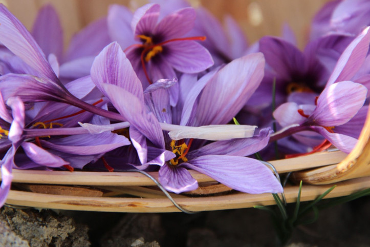 Denemek için ekti, dünyanın en pahalı baharatını yetiştirdi