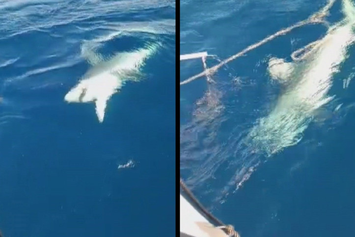 Rızkının yarısını köpekbalığı yedi: Bir saat boğuştular