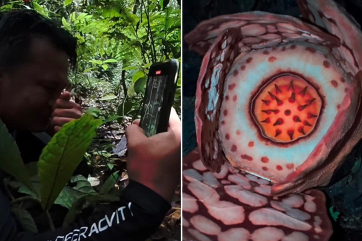 Bilim insanı nadir çiçeği buldu, gözyaşlarına boğuldu