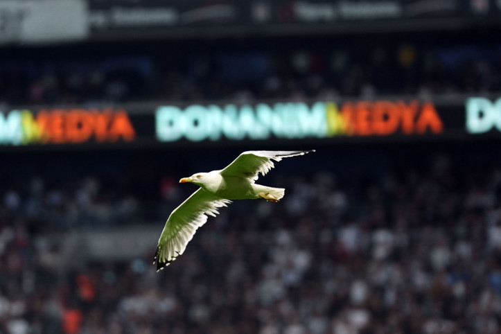 Dolmabahçe'de tüyleri ürperten tesadüf: Martı ve Süleyman Seba!