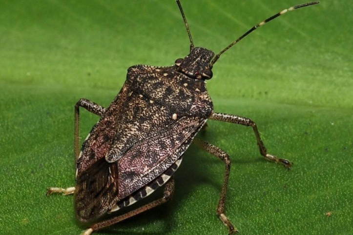 Fındıkta kahverengi kokarca zararı büyüyor