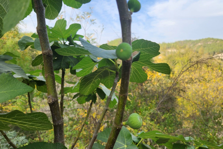 Mevsimi şaşırdı, meyve verdi