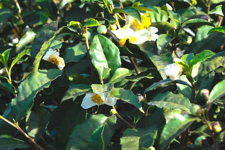 Şimdi de çiçeğinden çay yaptılar: Kilosu 6 bin TL