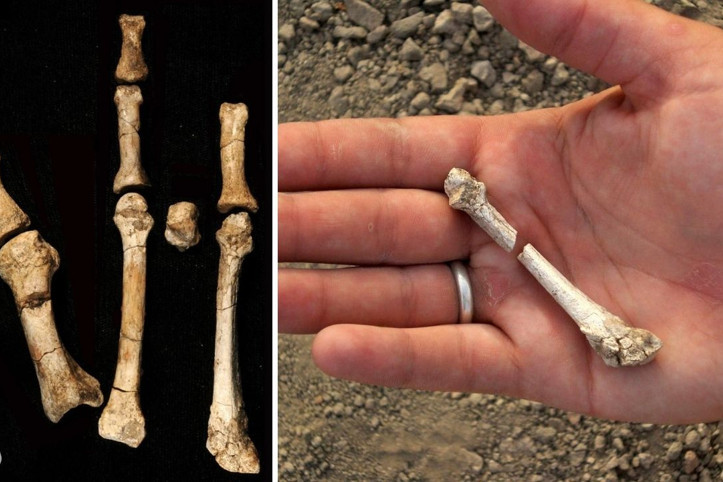 3.4 milyon yıllık ayak fosilinin gizemli sahibi bulundu