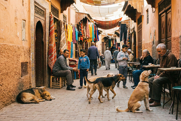 Futbol için sokak köpekleri vahşice öldürülüyor: Fas'ta büyük tartışma