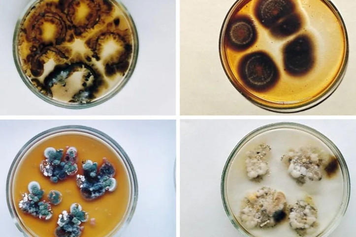 Çernobil'de hayat bulan gizemli mantar: Radyasyon 'yiyor'