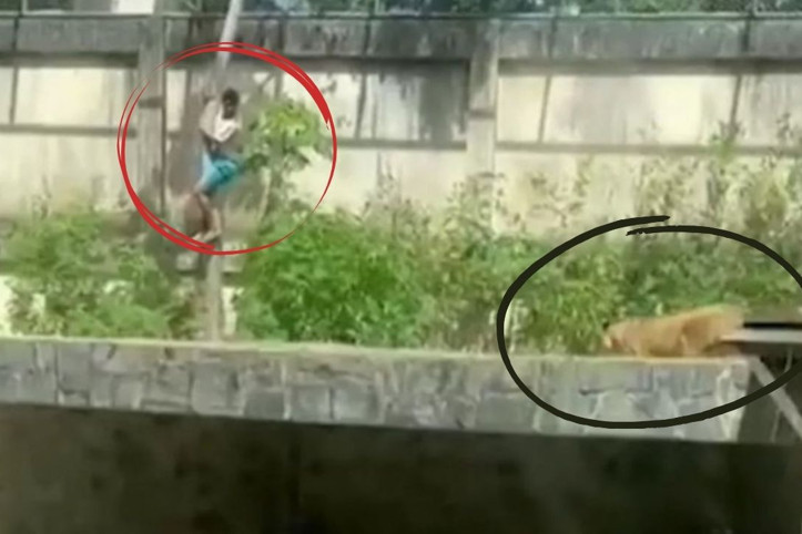 Aslan kafesine girdi, öldü