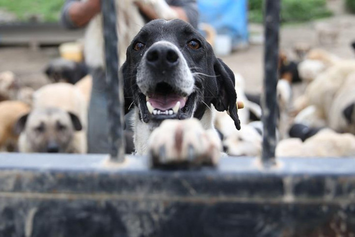 'Katliam yasası'nda AYM üyelerinden 'zulüm' eleştirisi