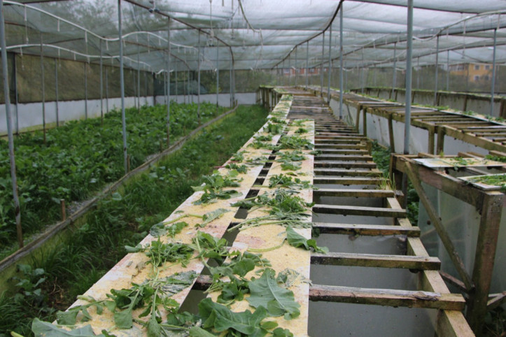 “Beyaz havyar”ı Trabzon'da üretiyor, 3 bin euro’ya satılıyor