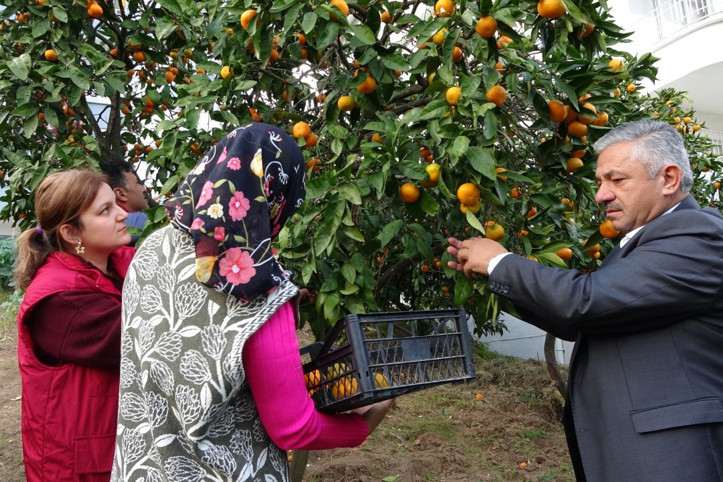 Hasat başladı: Kilosu 20 - 25 TL