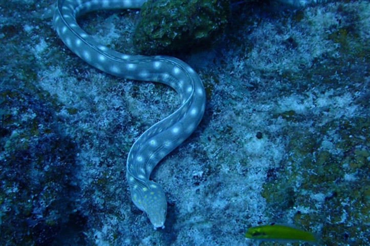 Sahilde endişe yaratan olay: Yılanlar kıyıya vurdu