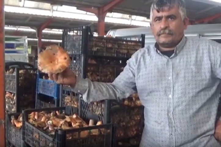 Ormanda kendi kendine yetişiyor: Toplayıp satan köylüye ek gelir sağlıyor