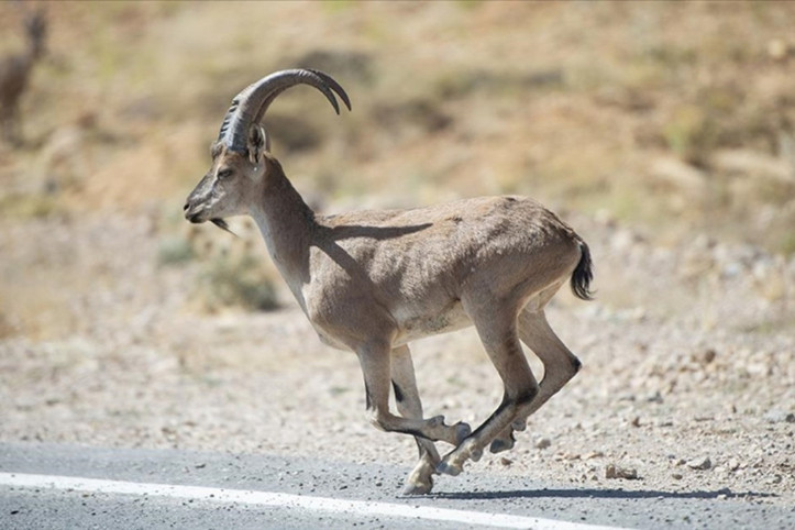 Yasa dışı avcılığa 1 milyonluk ceza