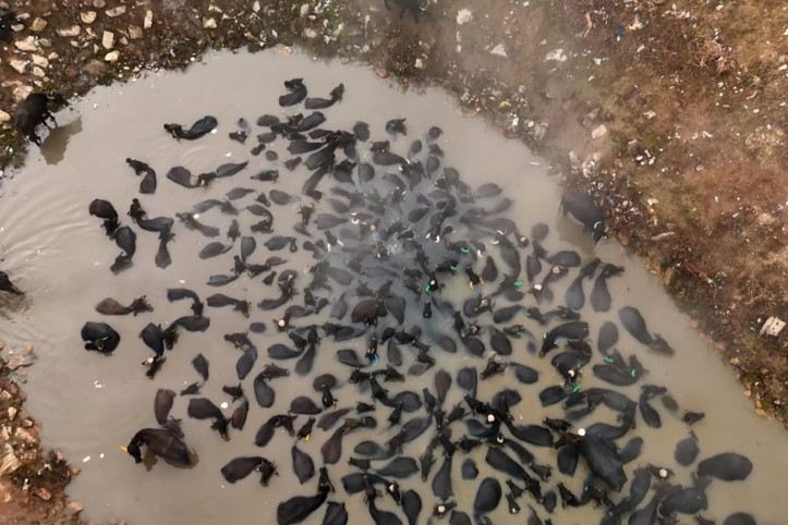 Afrika değil Türkiye: Mandalar kaplıcaya akın etti