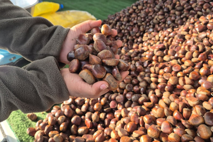 Kestane sezonu açıldı: Kilosu 175 lira