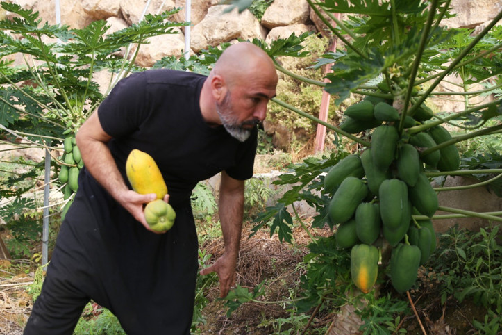 Mango ve avokado gibi değil: Alanya'da üretiyor, taleplere yetişemiyor