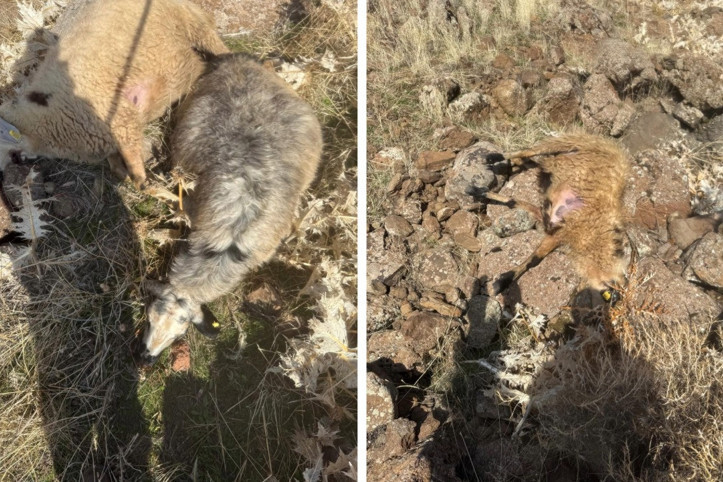 Sürüden ayrılan koyunları kurt kaptı: 28 koyun telef oldu