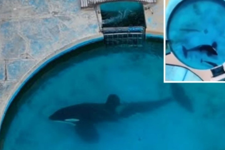 33 yıllık esaret: Dünyanın en yalnız katil balinası öldü