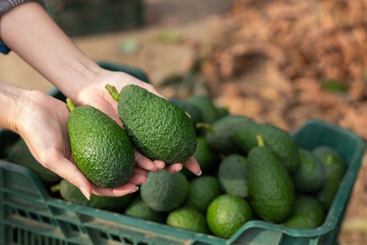 Avokadolarda büyük tehlike: Kadmiyum seviyesi yüksek çıktı