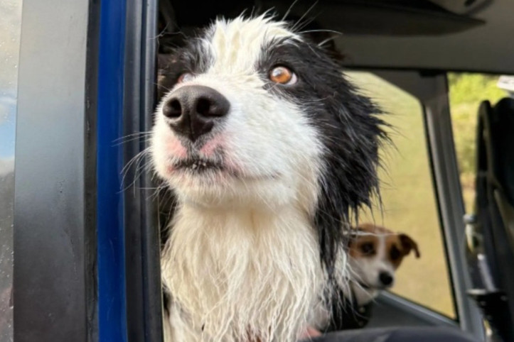 Bağış yağmıştı: Yaralı sahibini arayan köpeğin mucize kurtuluşu